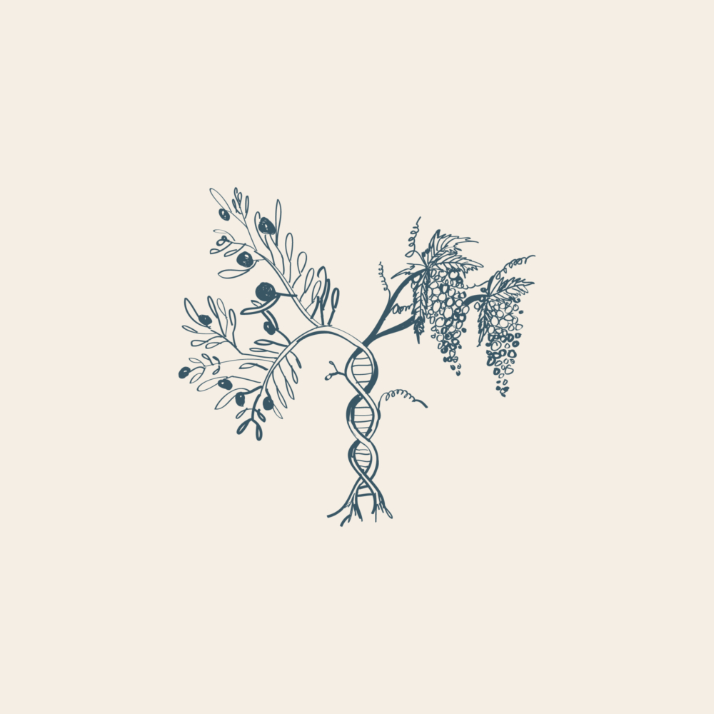 Illustration by Molly Bloom of an olive branch and a grape vine woven together like a DNA strand